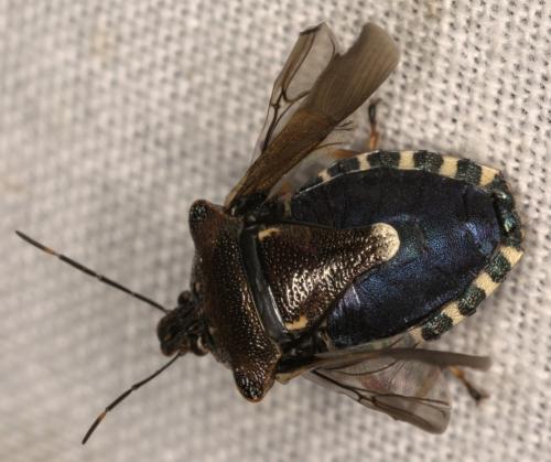 Pinthaeus sanguinipes